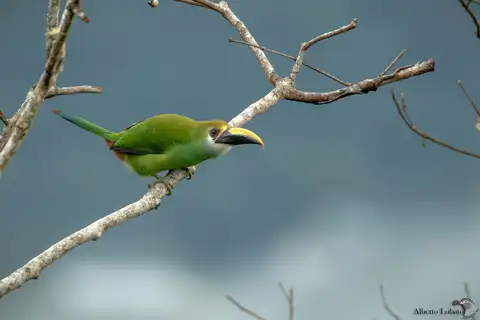 Northern Emerald Toucanet