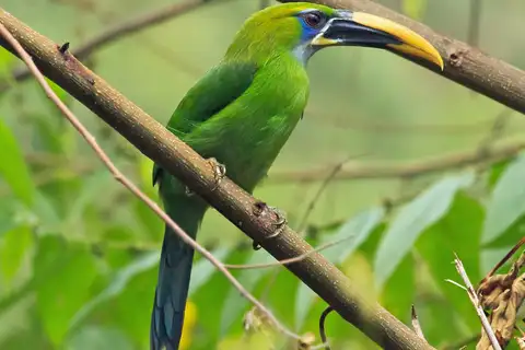 Groove-billed Toucanet