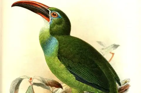 Tepui Toucanet