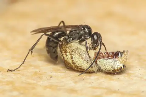 Potter Spider Wasp