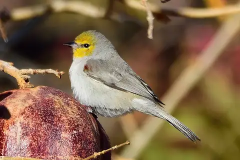 Verdin