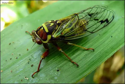 Auritibicen bihamatus