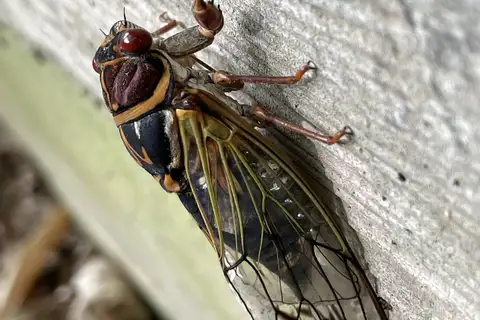 Auritibicen japonicus