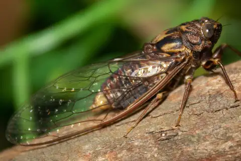 Creaking Branch Cicada