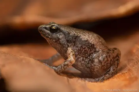 Northern Territory Whistling Frog
