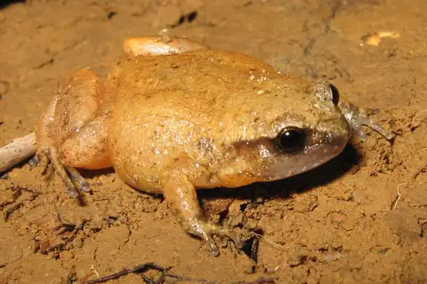Fry's Whistling Frog