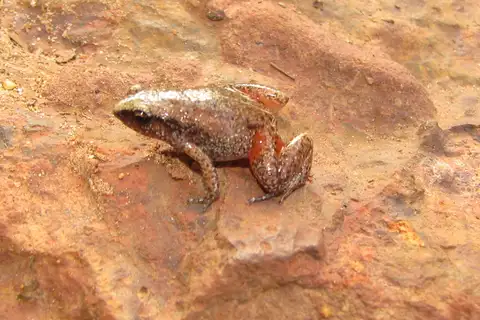 Cape York Whistling Frog