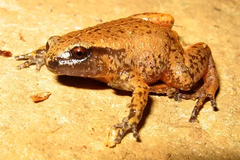 White-browed Whistling Frog