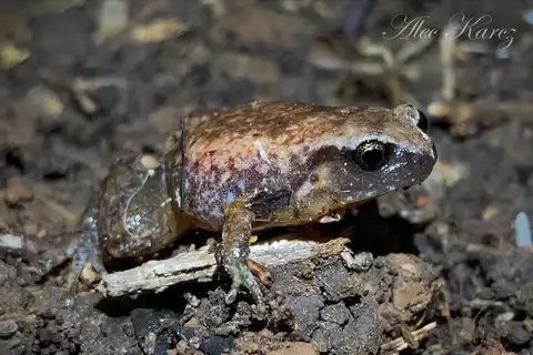 Robust Whistling Frog