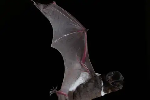 White-striped Free-tailed Bat