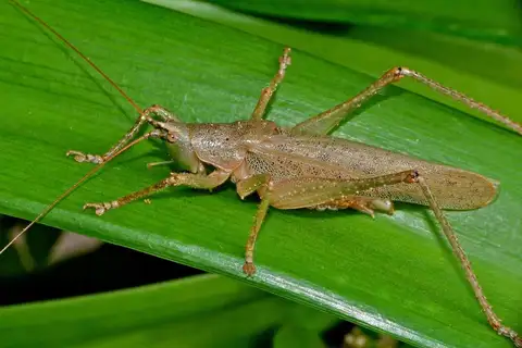 Olive-green Coastal Katydid