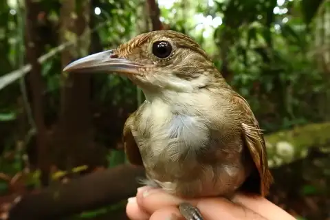 Olive-backed Foliage-gleaner