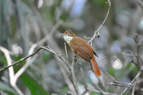 Pernambuco Foliage-gleaner