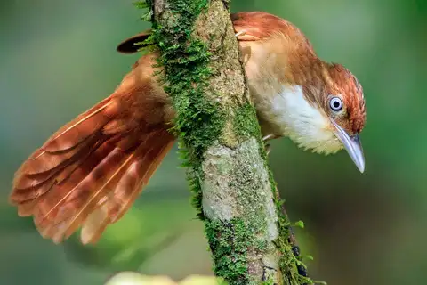 White-eyed Foliage-gleaner