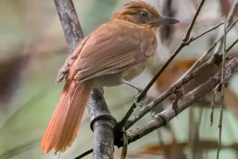 Brown-rumped Foliage-gleaner