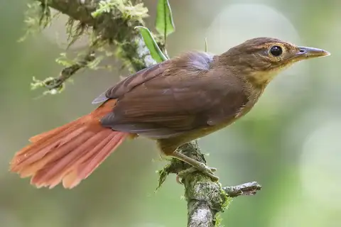 Ochre-throated Foliage-gleaner