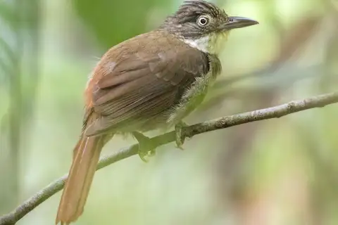 Para Foliage-gleaner