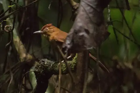 Chestnut-crowned Foliage-gleaner