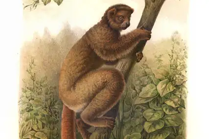 Gmelin's Woolly Lemur