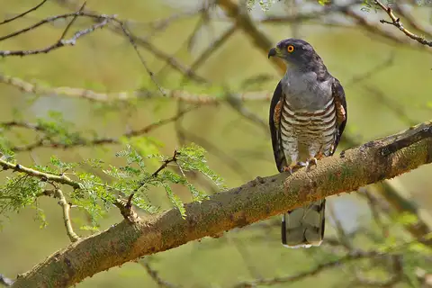 African Cuckoo-Hawk
