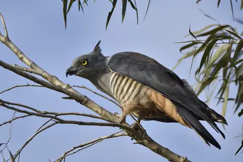 Pacific Baza