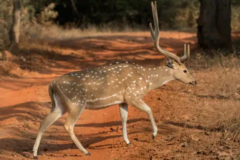 Chital