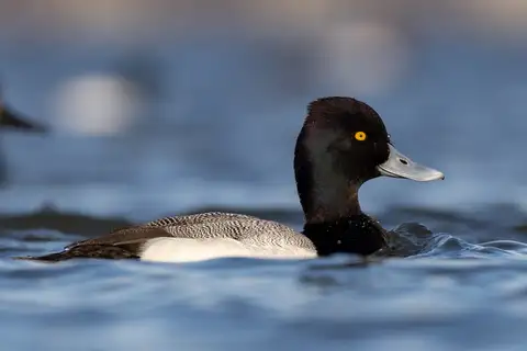 Lesser Scaup