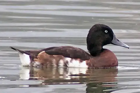 Baer's Pochard