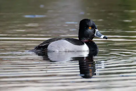 Ring-necked Duck