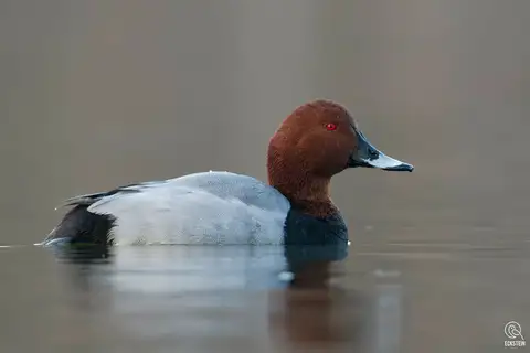 Common Pochard