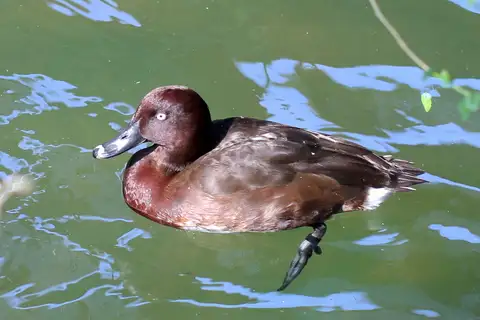 Madagascar Pochard