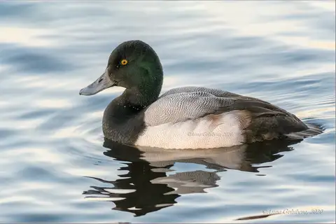 Greater Scaup