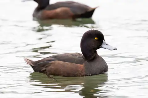 New Zealand Scaup