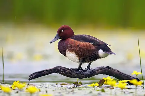 Ferruginous Duck