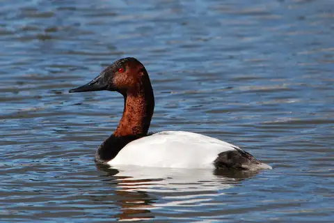 Canvasback