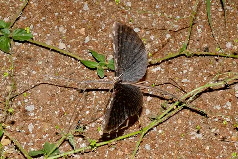 Tiara Giant Stick Insect