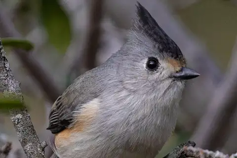Black-crested Titmouse