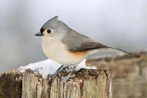 Tufted Titmouse