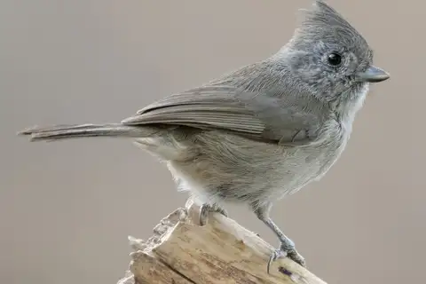 Oak Titmouse