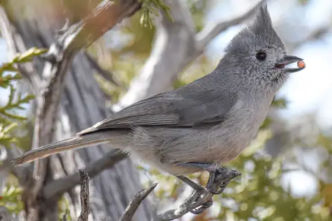 Juniper Titmouse