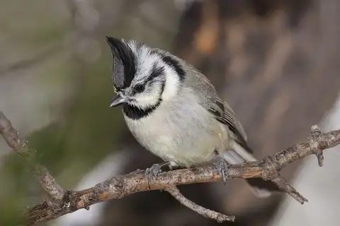 Bridled Titmouse