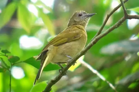 Sjöstedt's Greenbul