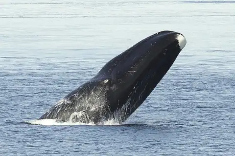 Bowhead Whale
