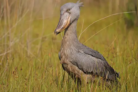 Shoebill