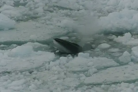 Antarctic Minke Whale