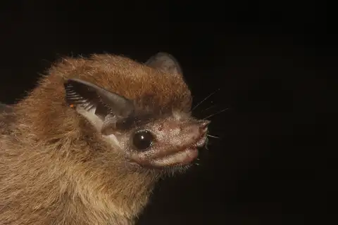 Thomas's Sac-winged Bat