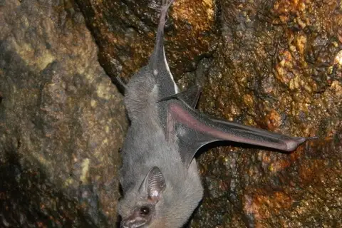 Gray Sac-winged Bat