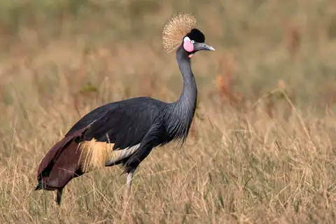 Black Crowned Crane