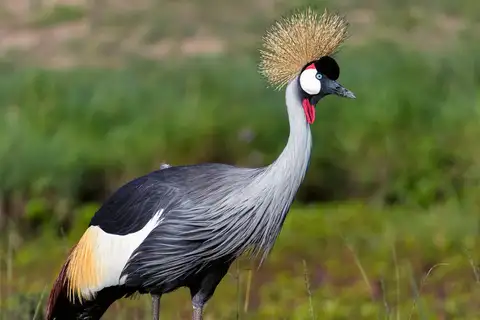 Grey Crowned Crane