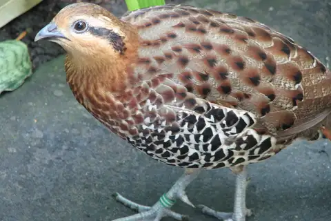 Mountain Bamboo Partridge